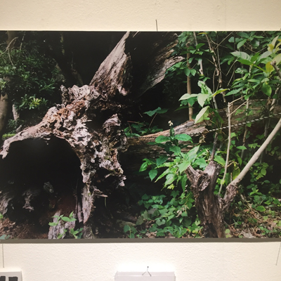 実践女子大学写真部 アート 国立